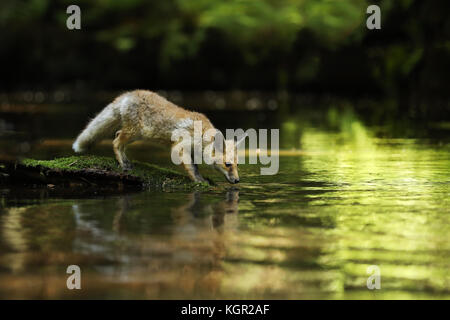 Junge Füchsin von Red fox Aufenthalt auf Stein und Getränk - Vulpes vulpes Stockfoto