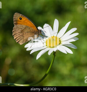 Eine Makroaufnahme einer Wiese braun Schmetterling auf ein Ochse eye Daisy sitzen. Stockfoto