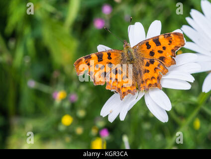 Eine Makroaufnahme eines Komma Schmetterling auf ein Ochse eye Daisy sitzen. Stockfoto