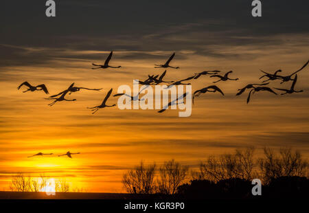 Sonnenuntergang mit fliegenden Flamingos in der Camargue, Frankreich Stockfoto