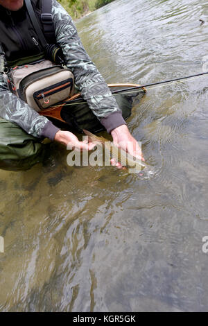 Fliege - Fischer holding Fario Forelle im Fluss gefangen Stockfoto