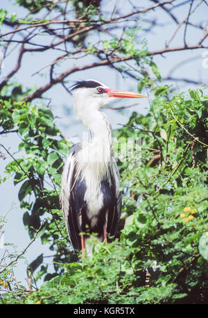 Graureiher Ardea cinerea, Keoladeo Ghana National Park, bharatpur, Rajasthan, Indien Stockfoto