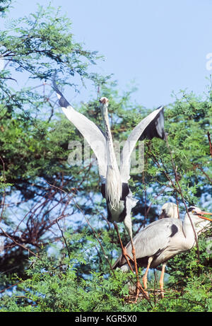 Graureiher Ardea cinerea, Keoladeo Ghana National Park, bharatpur, Rajasthan, Indien Stockfoto