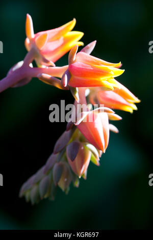 (Echeveria echeveria Hastata) Blüte spike. Avon. South Australia. Australien. Stockfoto