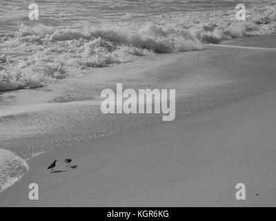 Sand Pipers entlang der New Jersey Shore, wie sie scheinbar für einen Splitter, der Sand konkurrieren. Stockfoto