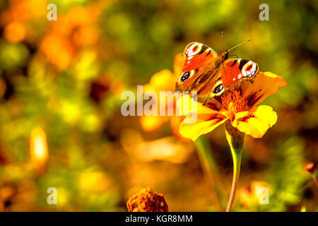 Tagpfauenauge auf einer Tagetes Blume Stockfoto