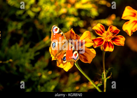 Tagpfauenauge auf einer Tagetes Blume Stockfoto