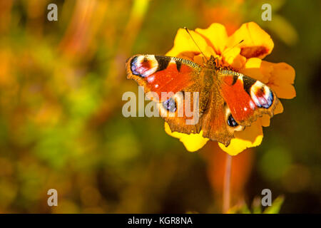 Tagpfauenauge auf einer Tagetes Blume Stockfoto