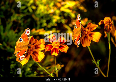 Peacock Schmetterlinge auf einer Tagetes Blume Stockfoto