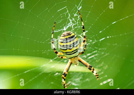 Wasp Spider, männliche Spinne im Netz Stockfoto