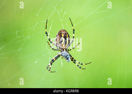 Wasp Spider, männliche Spinne im Netz Stockfoto