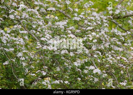 Malus sylvestris, Crab Apple Blossom, Wales, Großbritannien Stockfoto