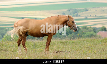 Portrait von Nizza Quarter Horse Stockfoto