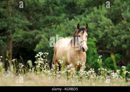 Portrait von Nizza Quarter Horse Stockfoto