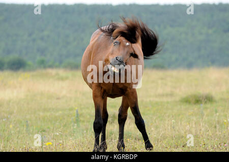 Portrait von Nizza Quarter Horse Stockfoto