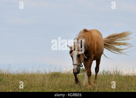 Portrait von Nizza Quarter Horse Stockfoto