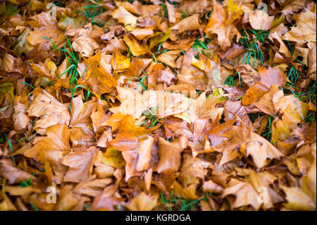 Blades des grünen Grases poke durch eine Schicht von frisch gefallenen Blätter im Herbst noch nass, mit Morgentau Stockfoto
