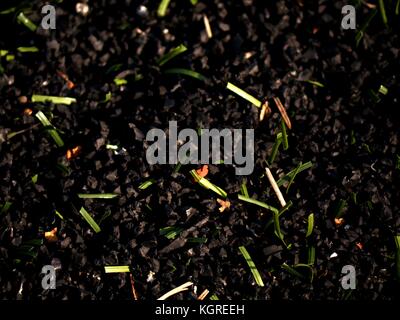 Rohstoff Gummi Kunststoff Gras auf künstliche Fußball rasen. close up in der Kontrolle der Gummi Stücke für Rasen. Winter Fußball Spielplatz Stockfoto