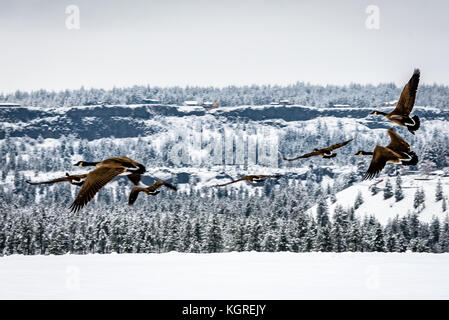 Kanada Gänse, Flug in Spokane, Washington. Stockfoto