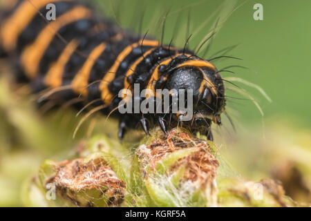 Zinnober Motte (Tyria jacobaeae) Caterpillar auf seine foodplant Ragwort (Cardamine pratensis). Tipperary, Irland Stockfoto