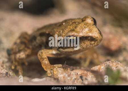 Gemeinsame Froglet (Rana temporaria) ruht auf Sandstein. Tipperary, Irland Stockfoto