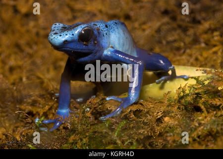 Blauer Pfeilgiftfrosch Dendrobates azureus Stockfoto