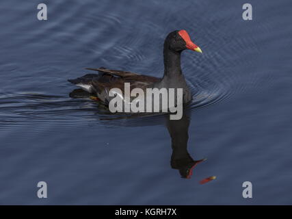 Gemeinsame, gallinule Gallinula galeata (vor kurzem von der Gemeinsamen Sumpfhuhn) in die Everglades, Florida. Stockfoto