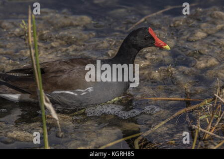 Gemeinsame, gallinule Gallinula galeata (vor kurzem von der Gemeinsamen Sumpfhuhn) in die Everglades, Florida. Stockfoto