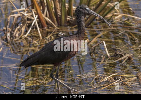 Glänzend Plegadis falcinellus Ibis, Fütterung im flachen Wasser. Stockfoto