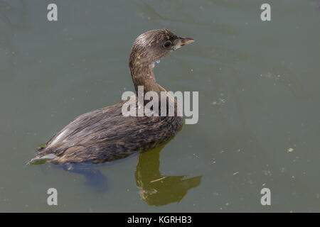 Pied-billed Grebe, Podilymbus podiceps, auf der Wasseroberfläche nach dem Tauchen. Florida, Winter. Stockfoto