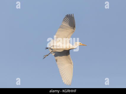 Kuhreiher, Bubulcus ibis, im Flug, in der Brutzeit. Florida. Stockfoto