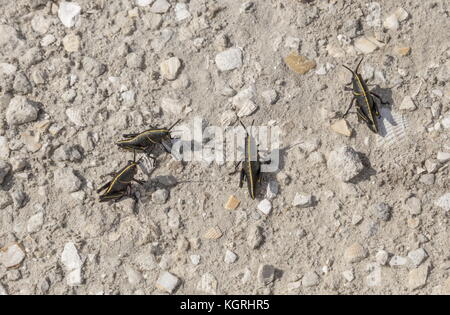 Geselliges Nymphen der Östlichen lubber Heuschrecke, Romalea microptera, auf offenen Boden, Loxahatchee, Florida. Stockfoto