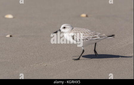 Sanderling, Calidris alba, Erwachsene im Winter Gefieder Fütterung auf sandigen Ufer. Stockfoto