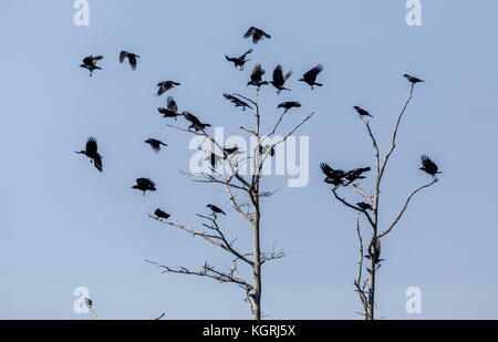 Herde der amerikanischen Krähen, Corvus brachyrhynchos, im Flug im Winter, Florida. Stockfoto