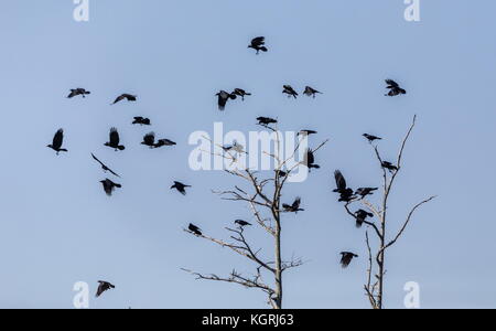 Herde der amerikanischen Krähen, Corvus brachyrhynchos, im Flug im Winter, Florida. Stockfoto