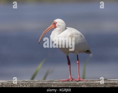 American White ibis, Eudocimus Albus am Geländer an Feuchtgebiete, Florida thront. Stockfoto