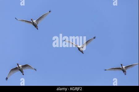Herde von American White ibis, Eudocimus Albus im Flug, Florida. Stockfoto