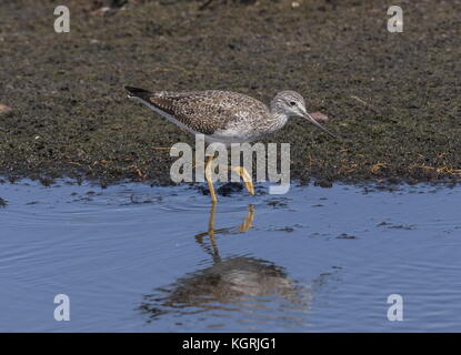 Mehr yellowlegs, tringa Lalage, im Winter Gefieder, Fütterung in der flachen Lagune. Florida. Stockfoto