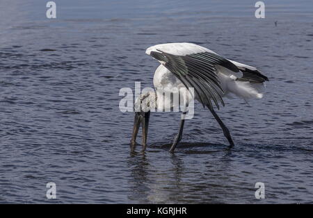 Holz Storch, Mycteria americana, Fütterung in seichten Flussmündungen, Sannibel Island, Florida. Stockfoto