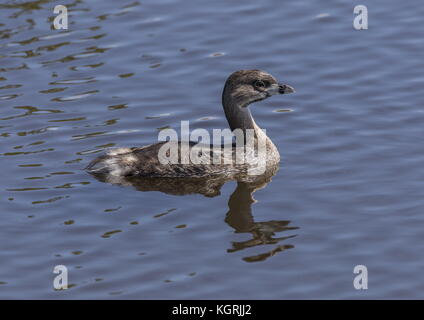 Pied-billed Grebe, Podilymbus podiceps, auf der Wasseroberfläche nach dem Tauchen. Florida, Winter. Stockfoto