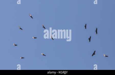 Truthahngeier, Cathartes Aura, im Flug auf der Suche nach Nahrung durch Geruchssinn. Florida. Stockfoto