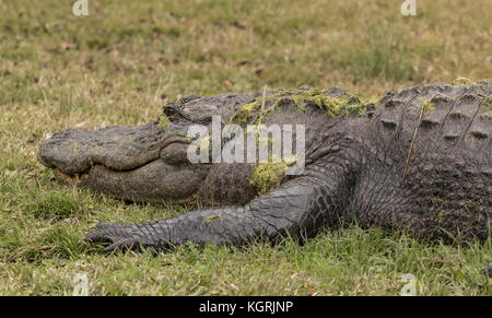 American alligator, Alligator mississippiensis, ruht auf der Bank im Okefenokee Swamp, Georgia. Stockfoto