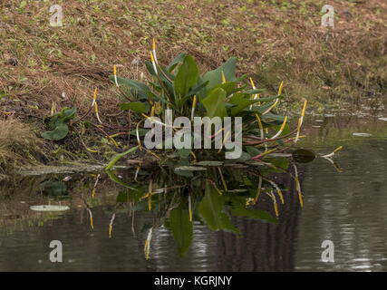 Büschel der Golden-Club, Orontium aquaticum, Okefenokee Swamp, Georgien, Stockfoto