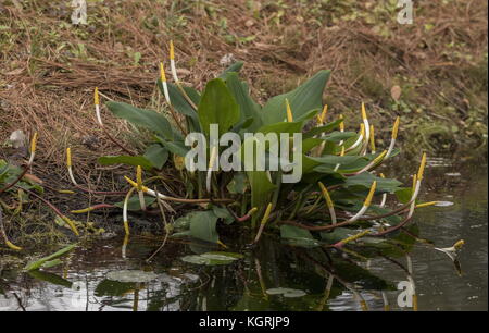 Büschel der Golden-Club, Orontium aquaticum, Okefenokee Swamp, Georgien, Stockfoto