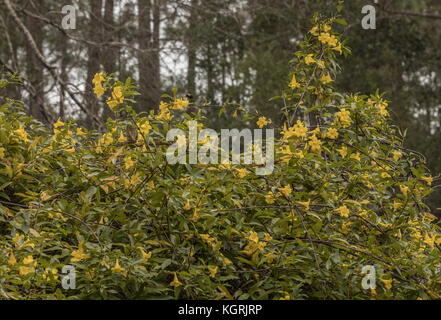 Gelbe jessamine oder Carolina Jasmin, Gelsemium sempervirens in Blüte in Georgien. Stockfoto