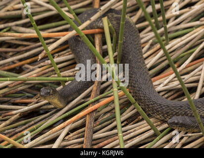 Zwei Florida Green Wasserschlangen, Nerodia floridana Vegetation, Florida am Pool sonnen. Stockfoto