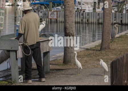 Snowy Reiher, Egretta thula, um Fisch reinigen, Gulfport, Florida gesammelt. Stockfoto