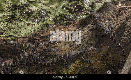 Junge amerikanische Alligatoren, Alligator mississippiensis, zusammen in 'Kindergarten' geclustert. Florida. Stockfoto