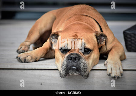 Lazy Dog Sitting Stockfoto