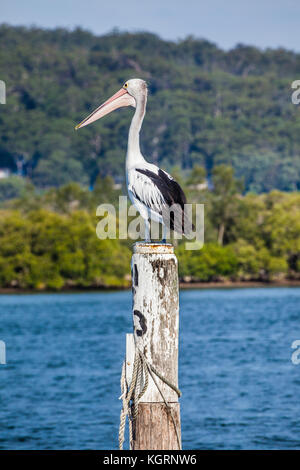 Australien, New South Wales, Central Coast, Woy Woy, ein australischer Pelikan (Pelecanus conspicillatus) fand einen schönen Zander auf einen Liegeplatz Pol in Brisban Stockfoto